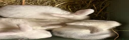 Mini Lop rabbits for sale: Beautiful Mini Lop Rabbits – Ready from 9th Nov - Advert 4
