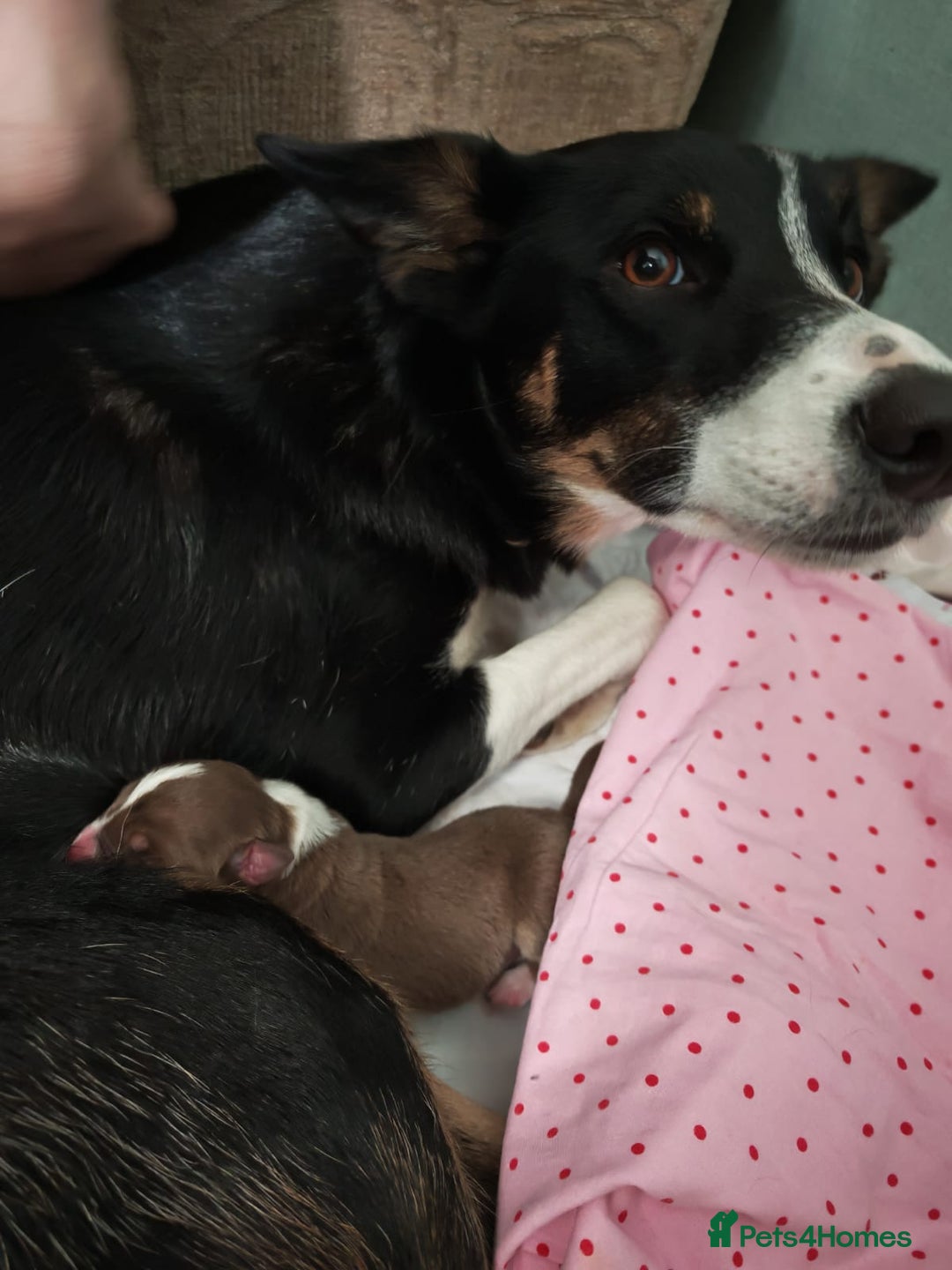 Border Collie dogs for sale: KC registered Border collie boy - Image 5