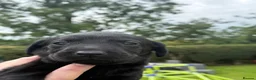 Labrador Retriever dogs for sale: KC Labrador Puppies from Health tested parents  - Advert 5