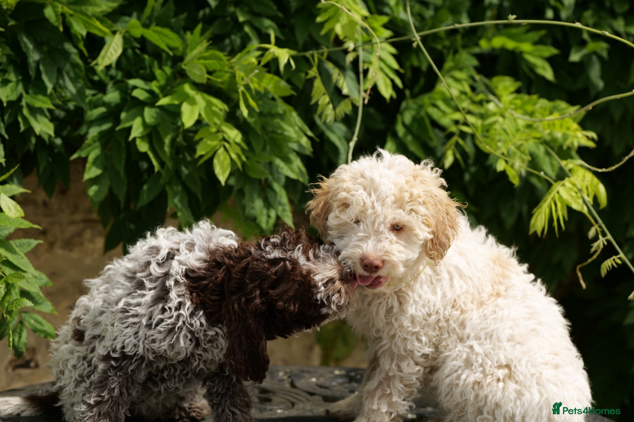 Lagotto Romagnolo dogs Lagotto Romagnolo - Advert 1