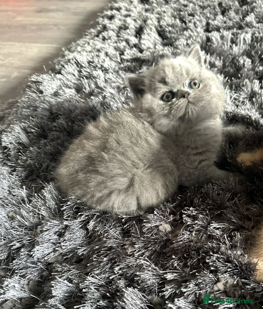 British Shorthair cats for sale: GCCF registered British longhairs and Shorthairs - Image 24