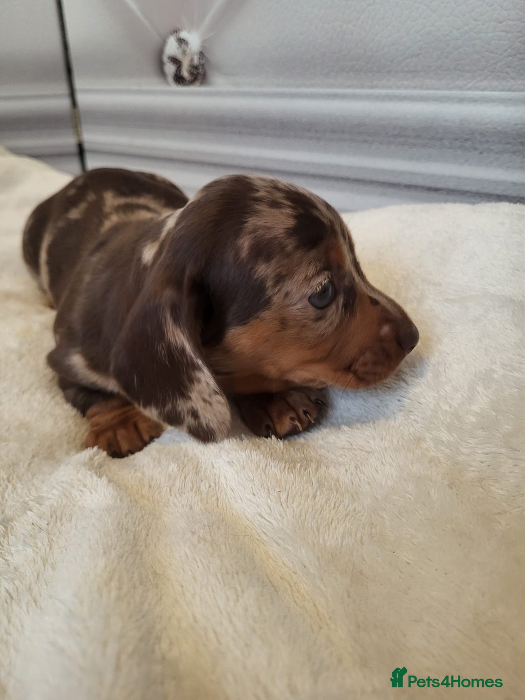 Dachshund dogs for sale: Dachshunds pups - Advert 7
