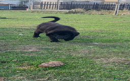 Mixed Breed dogs for sale: Bucovina X Raven  - Image 2