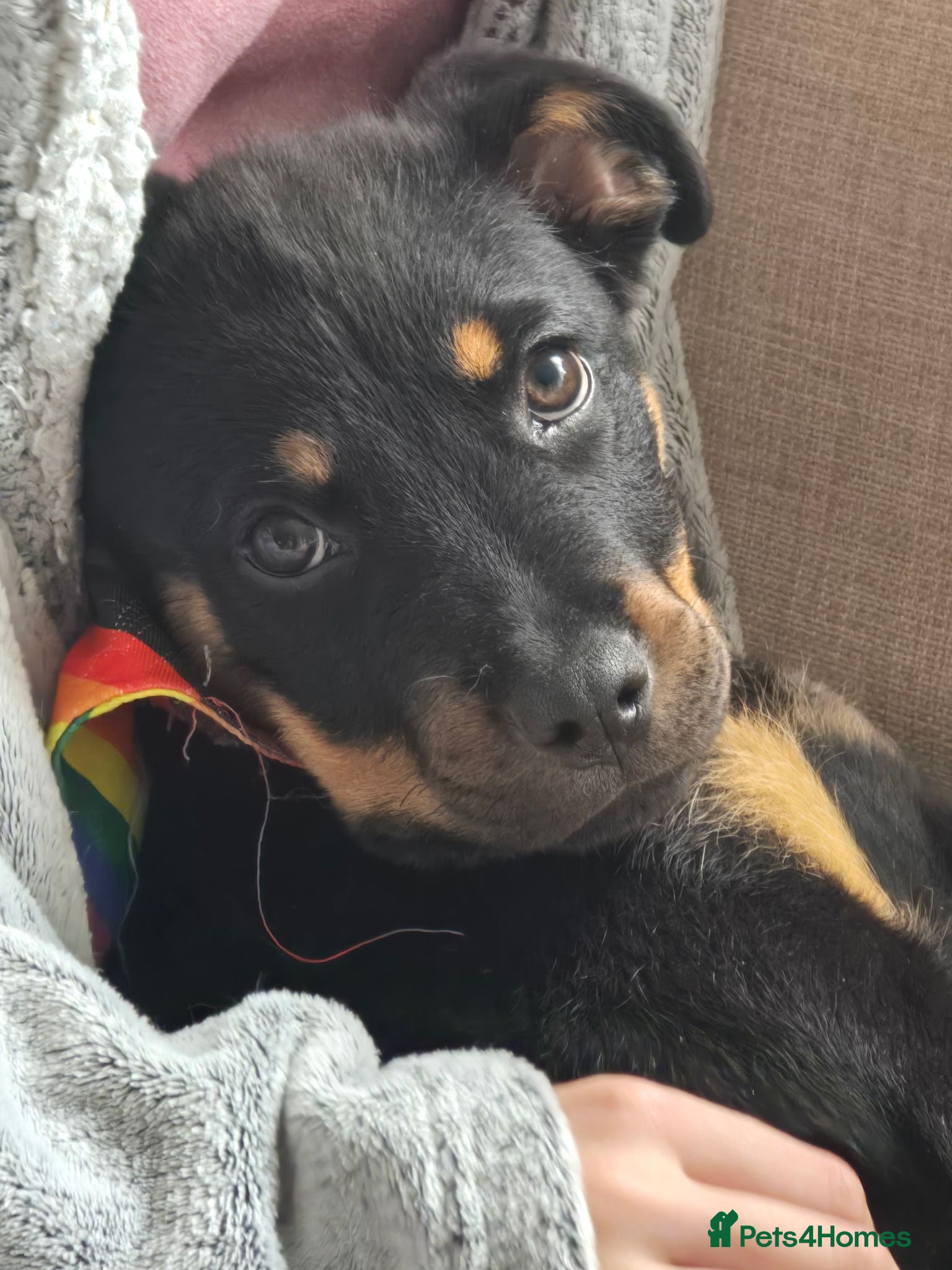 Rottweiler dogs Little girl looking for her forever home  - Advert 1
