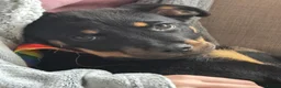 Rottweiler dogs for sale: Little girl looking for her forever home  - Advert 1