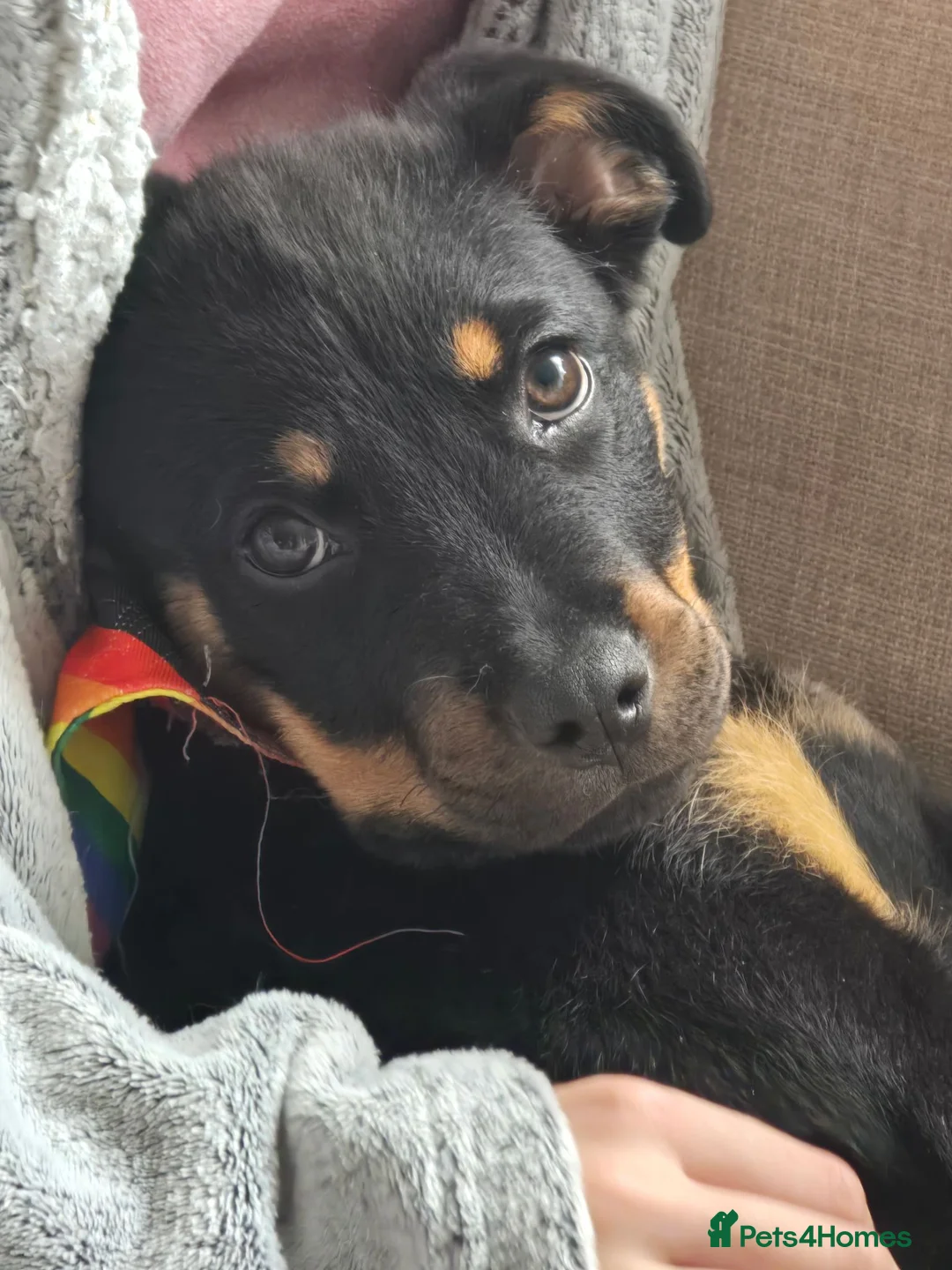 Rottweiler dogs for sale: Little girl looking for her forever home  - Advert 1