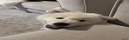 Samoyed dogs for sale: Adorable Samoyed male puppy  - Advert 5