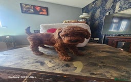 Miniature Poodle dogs for sale: Kc reg outstanding miniature Poodles in Stourbridge - Image 11