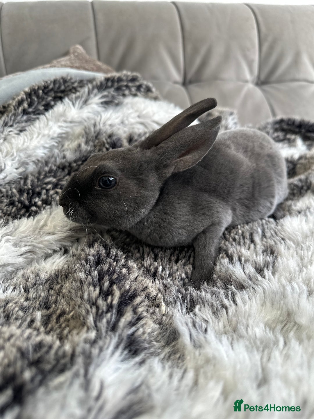 Mixed Breed rabbits for sale: Mixed Mini Rex breed  - Advert 13