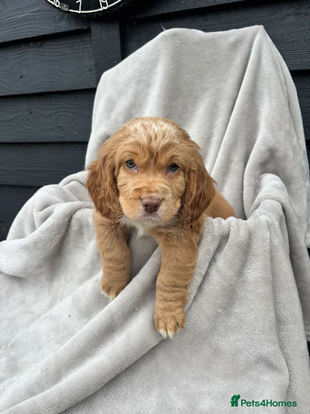 Cocker Spaniel dogs for sale: 5 beautiful kc reg cocker spaniel puppies  - Advert 10