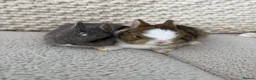 Netherland Dwarf rabbits for sale: Cute and cuddly Netherland Dwarf bunnies - Advert 7