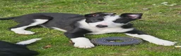 Border Collie dogs for sale: ISDS Border Collie Pups - Advert 14
