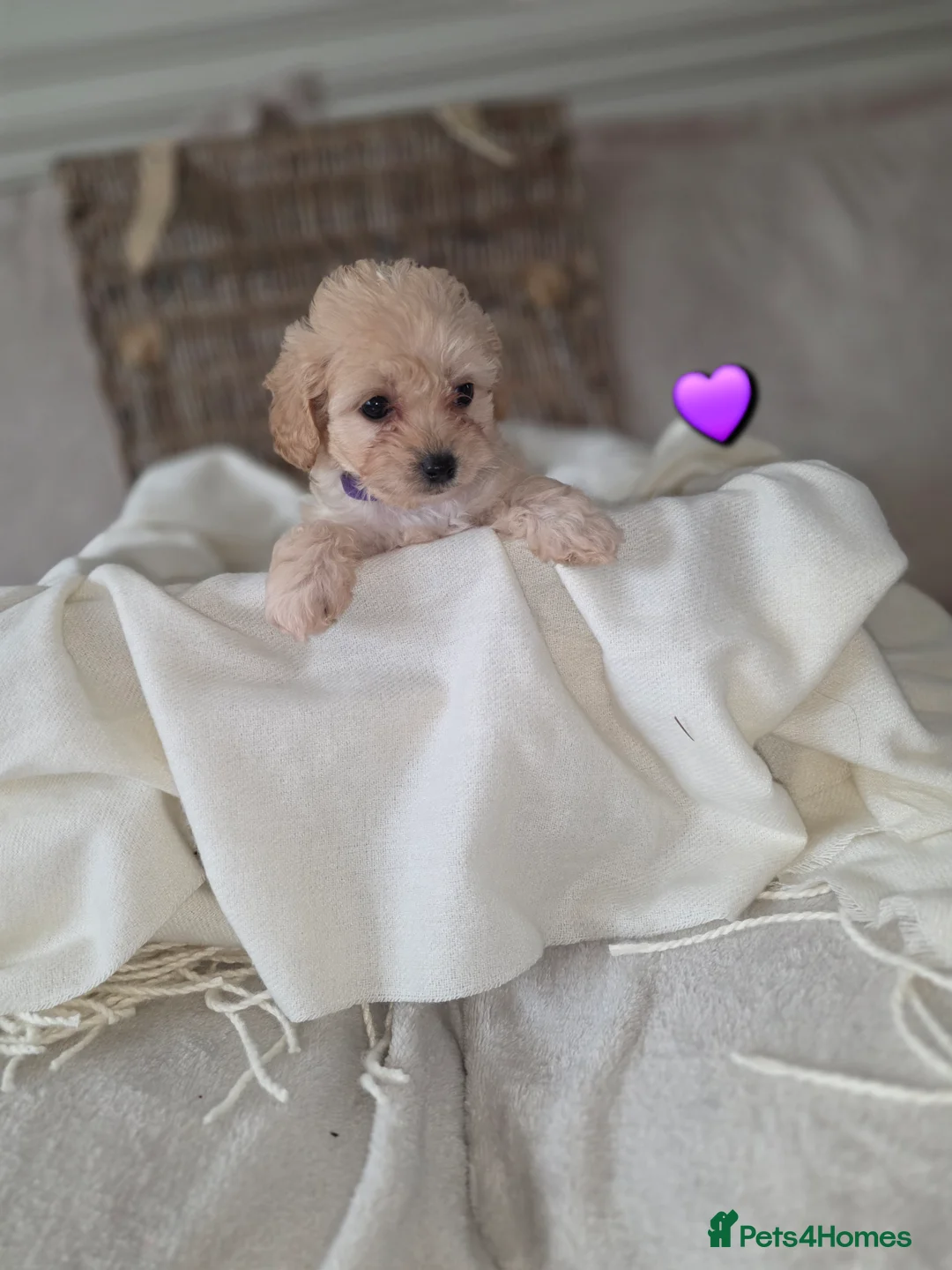 Maltipoo dogs for sale: Five gorgeous multi-poo puppies 3boys 2 girls - Advert 32