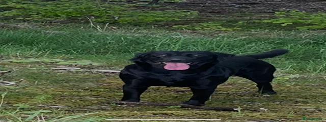 Bonny (Bon Bon)