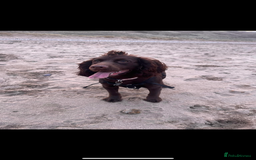Cocker Spaniel dogs for sale: Beautiful KC Cocker Spaniel Pups - Black - Image 13