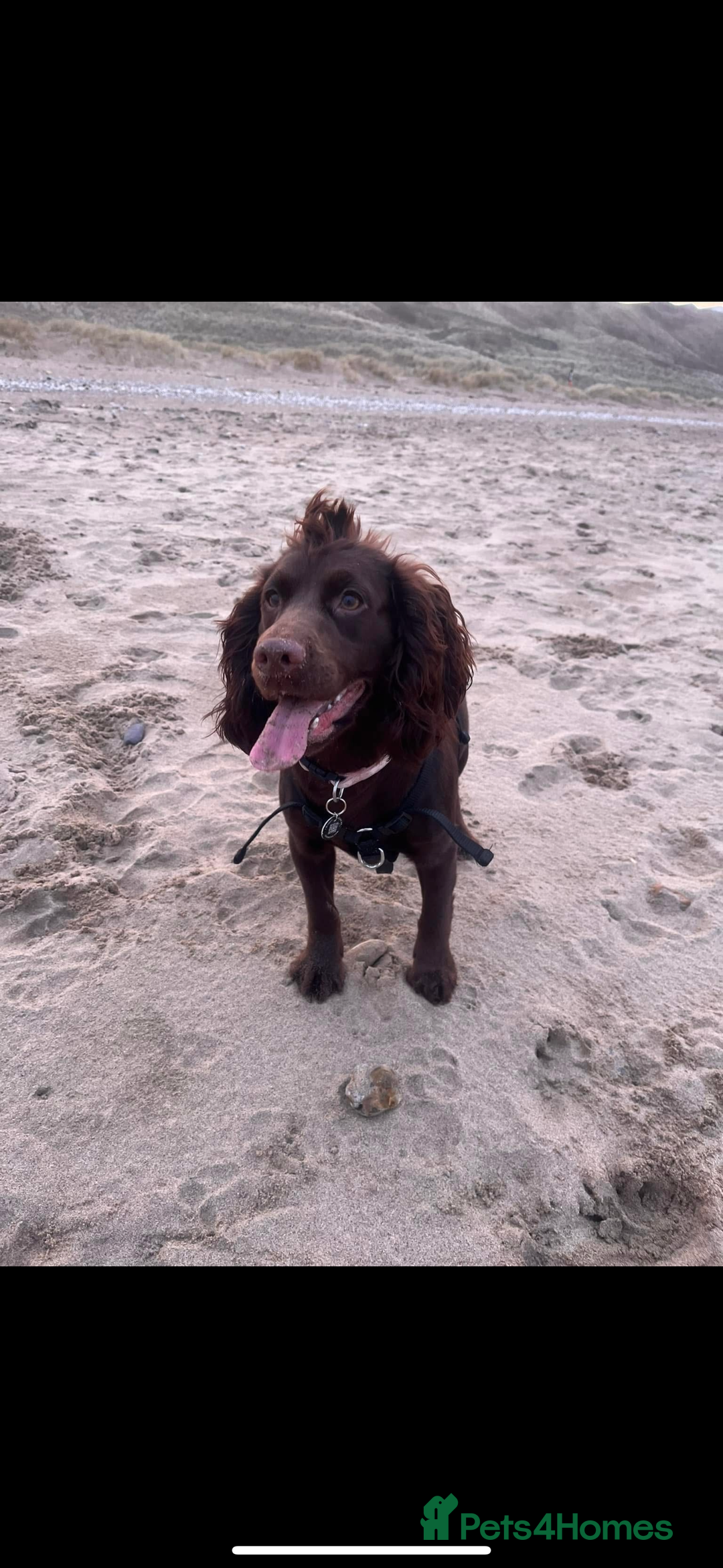 Cocker Spaniel dogs for sale: Beautiful KC Cocker Spaniel Pups - Black - Image 13