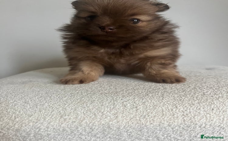 Pomeranian dogs - Advert 13