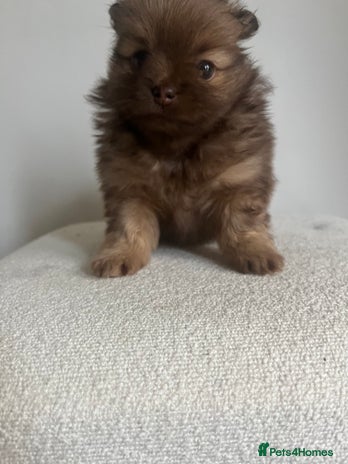 Pomeranian dogs - Advert 13