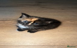 Mixed Breed cats for sale: 2 X Kittens for sale - Image 2