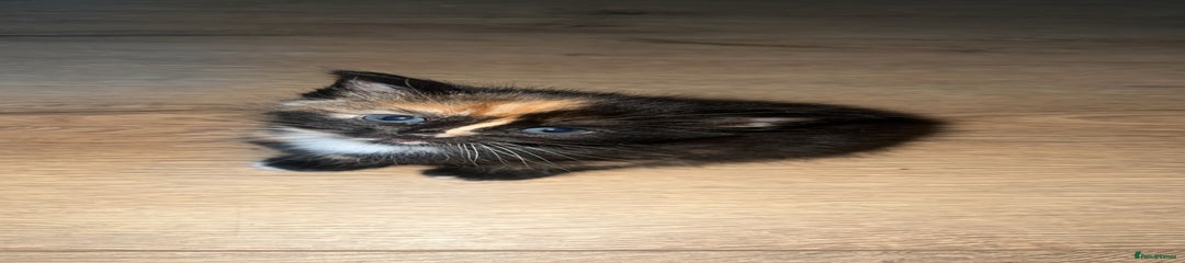 Mixed Breed Kitten 2