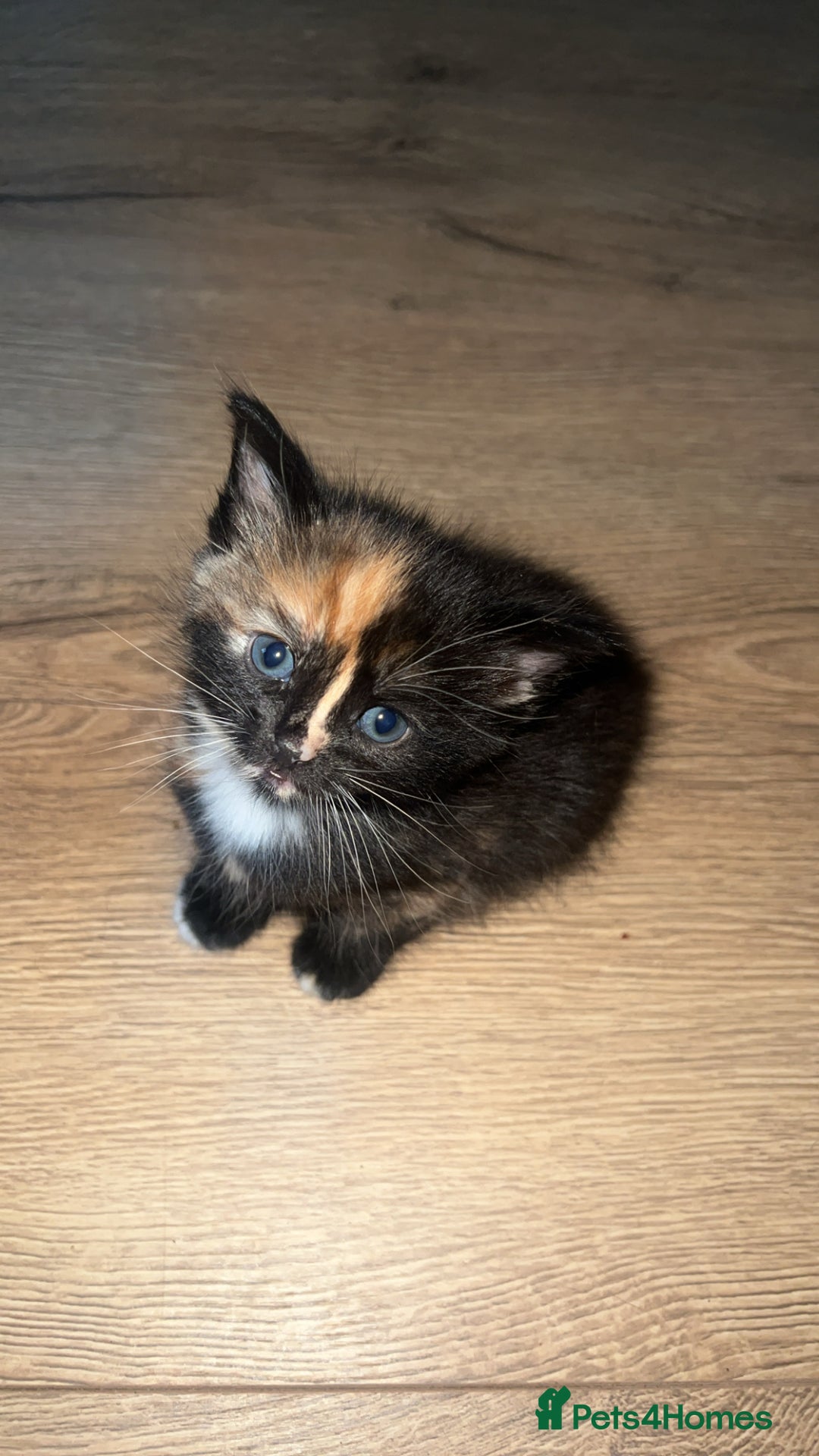 Mixed Breed cats for sale: 2 X Kittens for sale - Image 2