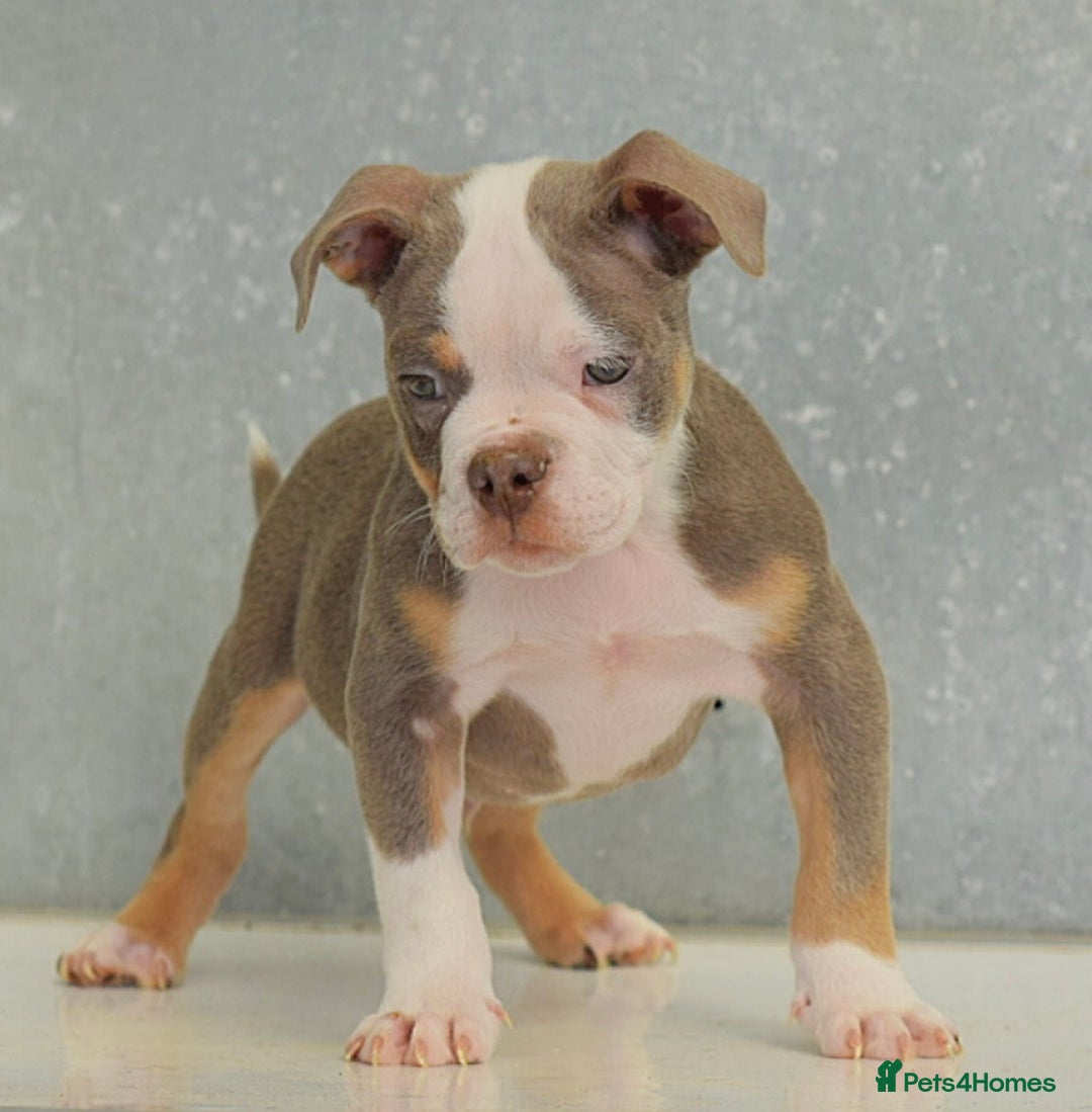 Olde English Bulldogge dogs for sale: 23 YEARS EXPERIENCE, 5⭐️RATED LICENSED.  - Image 2