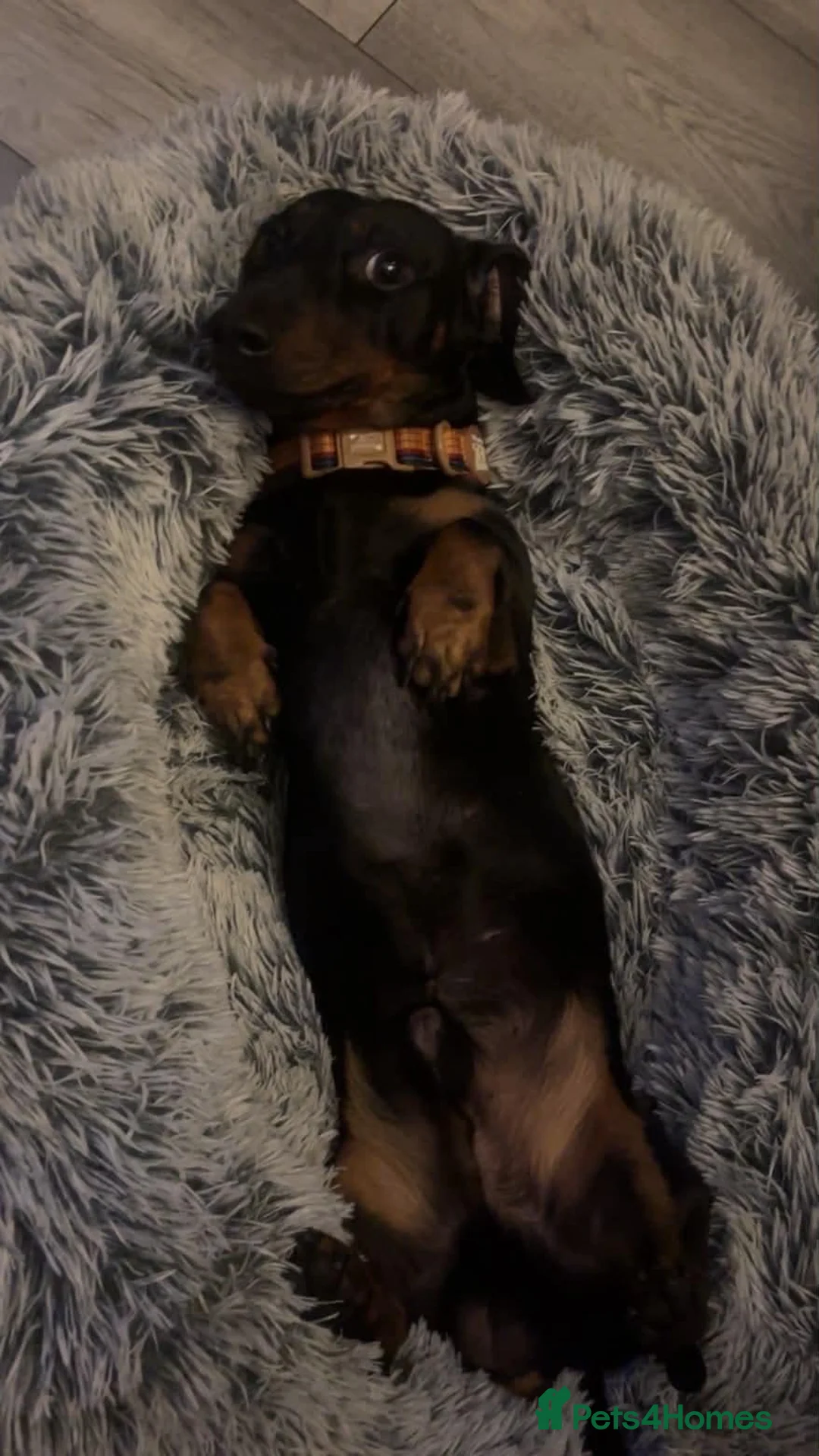 Dachshund dogs for sale: Male sausage dog puppy  in Bristol - Advert 2