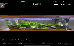 Corys fish for sale: Fish tank stand and fish for sale - Image 1