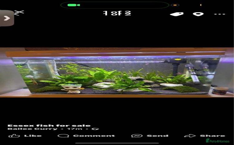 Corys fish - Advert 2