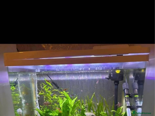 Corys fish - Advert 4