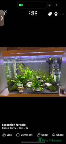 Corys fish - Advert 5