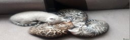 Bengal cats for sale: Four gorgeous Bengal kittens: snow, brown, silver - Advert 2