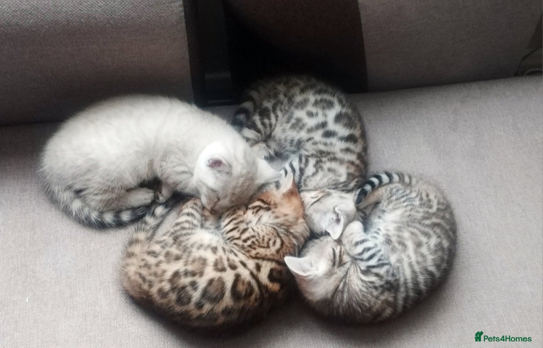 Bengal cats for sale: Four gorgeous Bengal kittens: snow, brown, silver - Advert 2