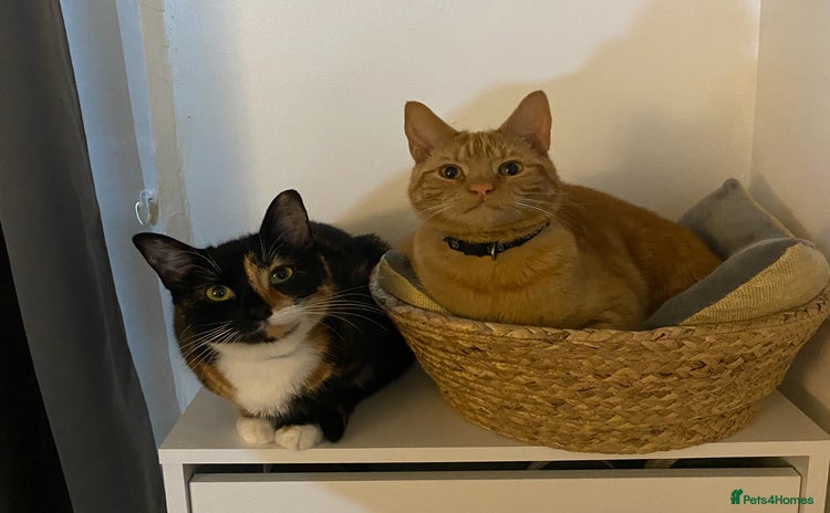 Mixed Breed cats - Advert 2