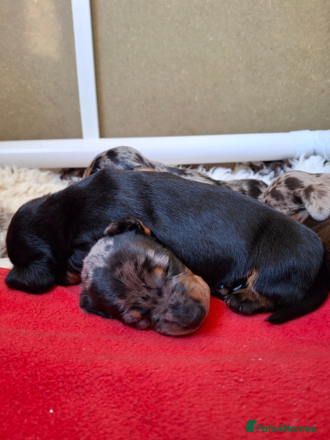 Miniature Dachshund dogs for sale: 🐾❤️ KC Reg Smooth Haired Miniature Dachshunds  - Advert 7