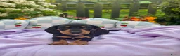 Miniature Dachshund dogs for sale: 5 left kc reg dna tested mini dachshund puppies  - Advert 7
