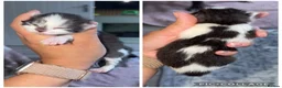 Ragdoll cats for sale: Ragdoll mix breed  - Advert 11