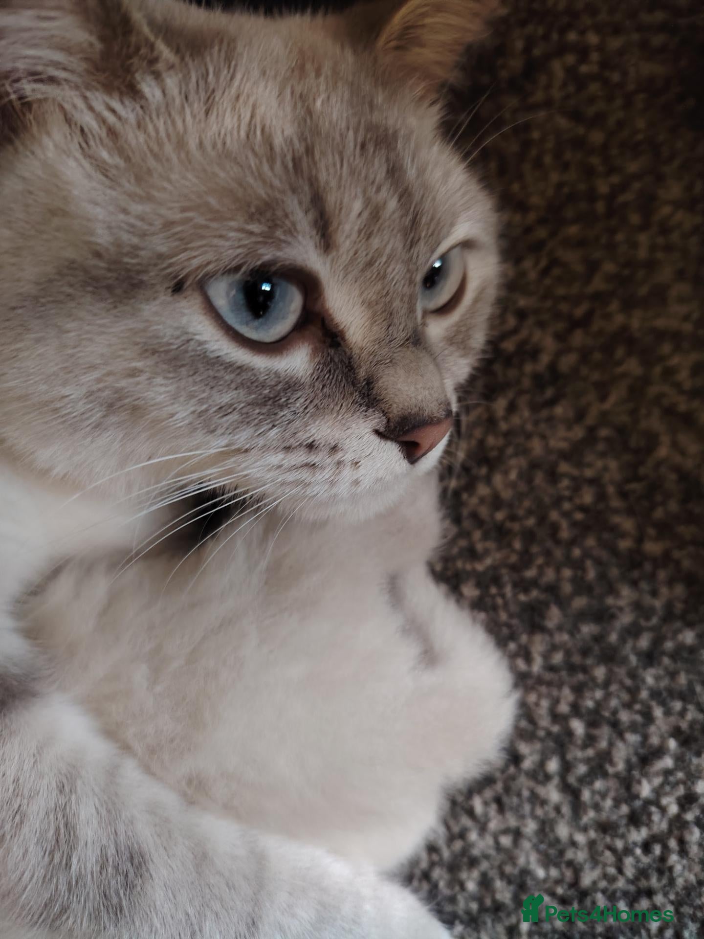 Ragdoll cats Ragdoll cross British white haired mix - Advert 9
