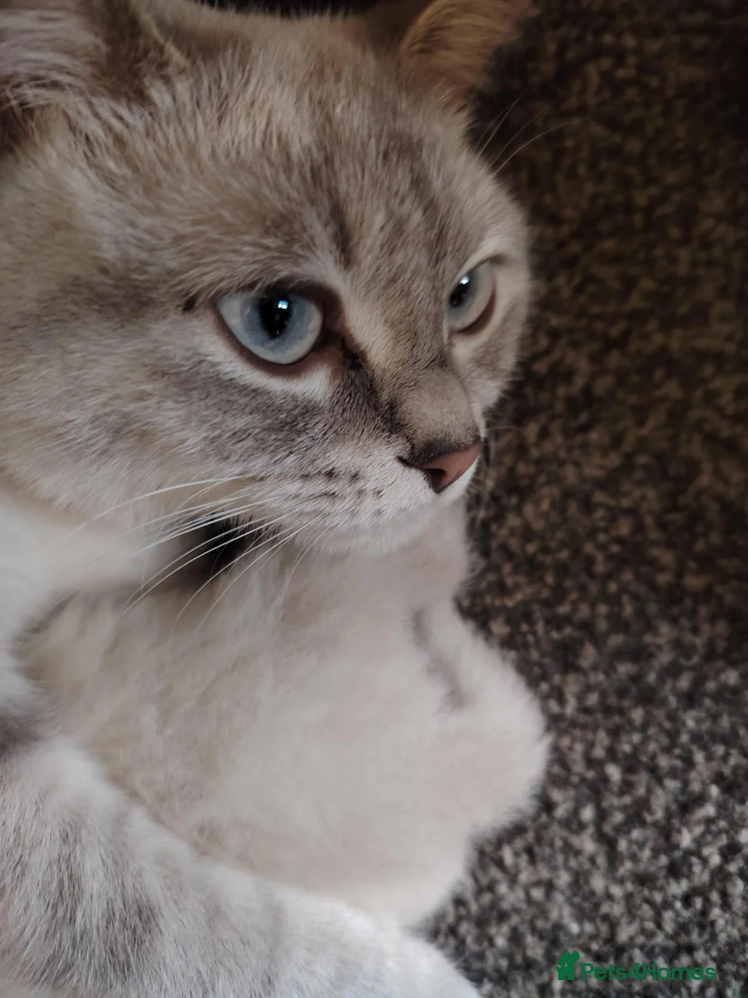 Ragdoll cats for sale: Ragdoll cross British white haired mix - Advert 1