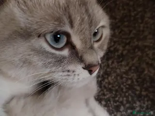 Ragdoll cats Ragdoll cross British white haired mix - Advert 9