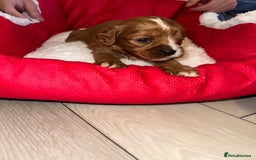 Cavapoo dogs for sale: 🐾 Tiny F1 Cavapoo Puppies – 3 Girls & 1 Boy! 🐾 - Image 15