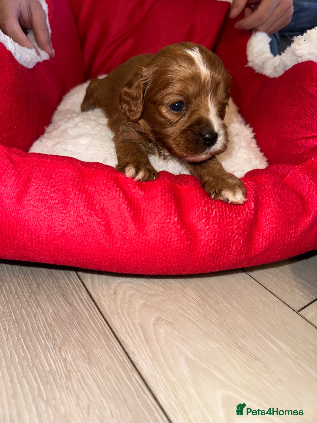 Cavapoo dogs for sale: 🐾 Tiny F1 Cavapoo Puppies – 3 Girls & 1 Boy! 🐾 - Image 15