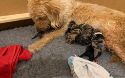 Mixed Breed dogs for sale: Doxiepoos  - Image 1