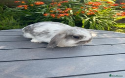 Mini Lop rabbits for sale: Beautiful Mini Lop Bunnies - Image 4