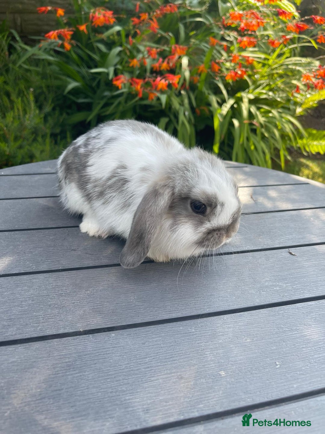Mini Lop rabbits for sale: Beautiful Mini Lop Bunnies - Image 4
