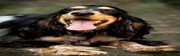 Cocker Spaniel dogs for sale: Kc registered show cocker spaniel  - Advert 3