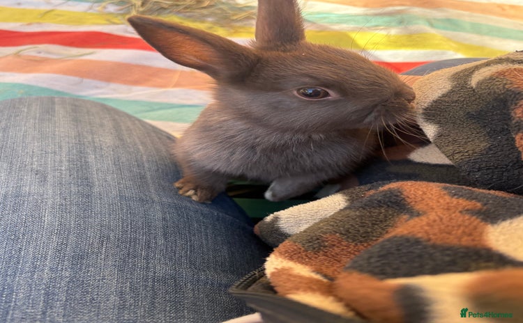 Netherland Dwarf rabbits Sweet boy Netherland dwarf bunny ready Dec 13th - Advert 2