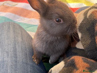 Netherland Dwarf rabbits Sweet boy Netherland dwarf bunny ready Dec 13th - Advert 6