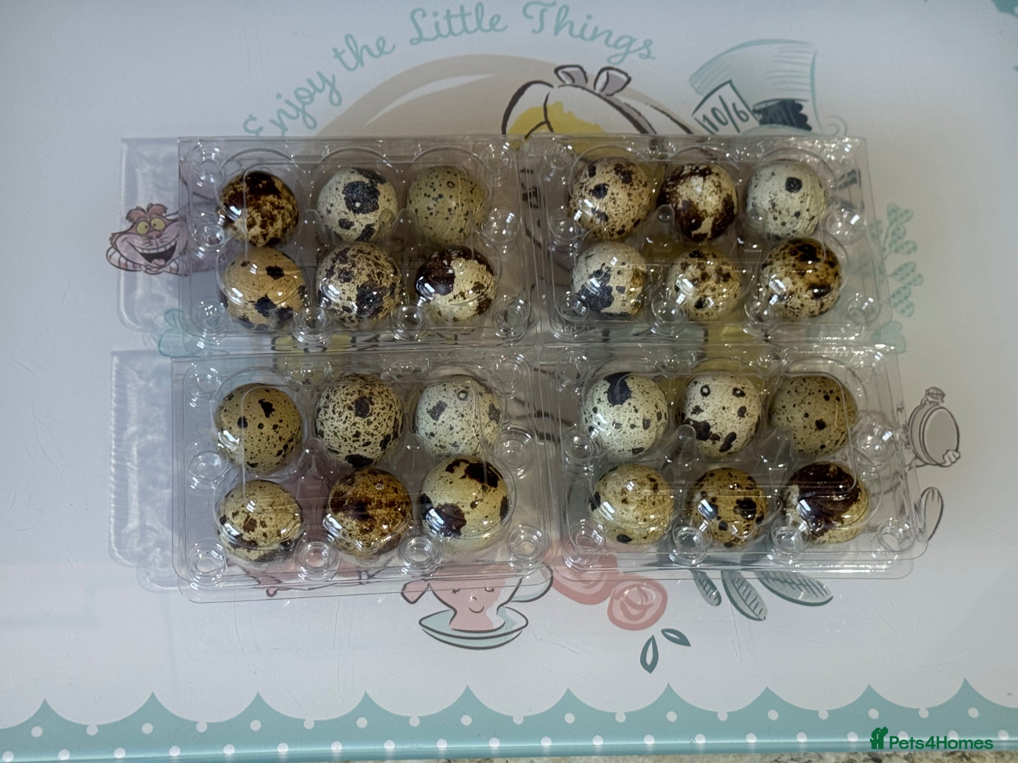 Quail poultry 🥚 Jumbo Quail coturnix Hatching eggs 🥚  - Advert 1