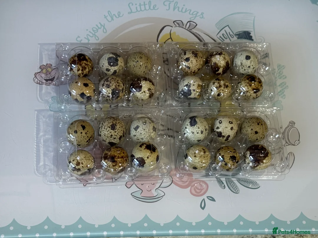 Quail poultry for sale: 🥚 Jumbo Quail coturnix Hatching eggs 🥚  - Advert 1